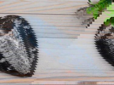 ORTHOCERAS ROCK STONE LAPIDARY SPECIMEN