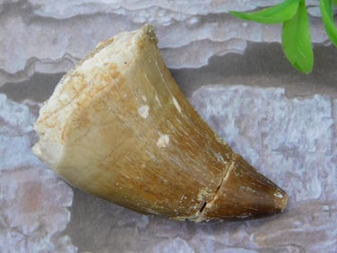 DINOSAUR TOOTH ROCK STONE LAPIDARY SPECIMEN