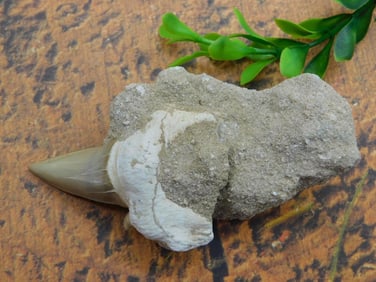 SHARK TOOTH IN MATRIX ROCK STONE LAPIDARY SPECIMEN