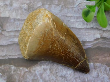 DINOSAUR TOOTH ROCK STONE LAPIDARY SPECIMEN