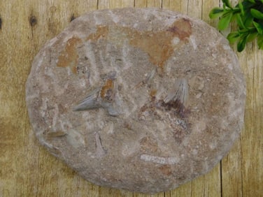 SHARK TOOTH IN MATRIX ROCK STONE LAPIDARY SPECIMEN