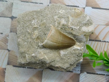 DINOSAUR TOOTH IN MATRIX ROCK STONE LAPIDARY SPECIMEN