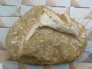 ENCHODUS FOSSIL ROCK STONE LAPIDARY SPECIMEN