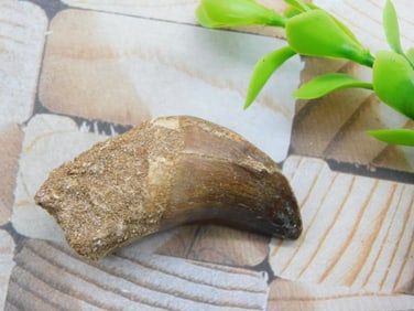 DINOSAUR TOOTH ROCK STONE LAPIDARY SPECIMEN