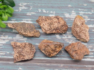 STARBURST JASPER ROCK STONE LAPIDARY SPECIMEN