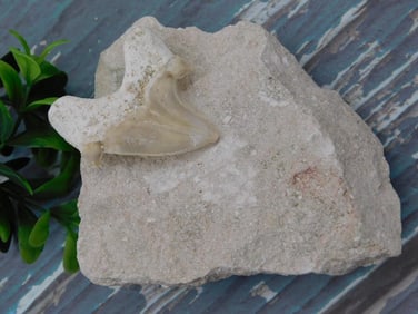 SHARK TOOTH IN MATRIX ROCK STONE LAPIDARY SPECIMEN