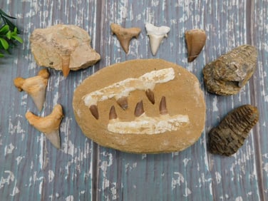 MIXED FOSSIL LOT ROCK STONE LAPIDARY SPECIMEN