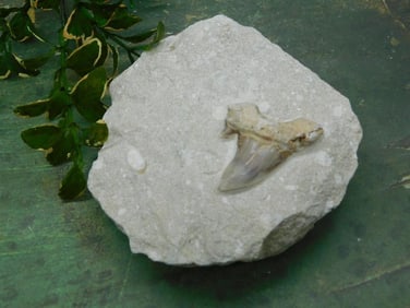 SHARK TOOTH IN MATRIX ROCK STONE LAPIDARY SPECIMEN