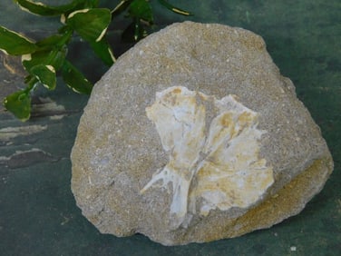 ENCHODUS FOSSIL ROCK STONE LAPIDARY SPECIMEN