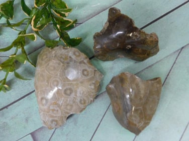 PETOSKEY FOSSILIZED CORAL ROCK STONE LAPIDARY SPECIMEN