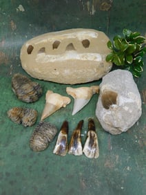 MIXED FOSSIL LOT ROCK STONE LAPIDARY SPECIMEN