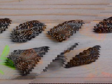 STARBURST JASPER ROCK STONE LAPIDARY SPECIMEN