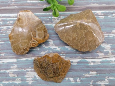 PETOSKEY FOSSILIZED CORAL ROCK STONE LAPIDARY SPECIMEN