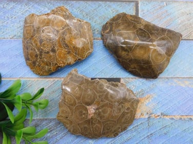 PETOSKEY FOSSILIZED CORAL ROCK STONE LAPIDARY SPECIMEN