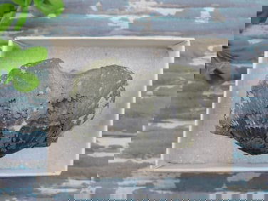 BRACHIOPOD ROCK STONE LAPIDARY SPECIMEN