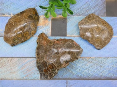 PETOSKEY FOSSILIZED CORAL ROCK STONE LAPIDARY SPECIMEN