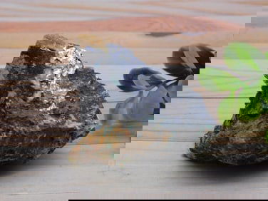 GALENA ROCK STONE LAPIDARY SPECIMEN