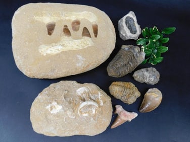 MIXED FOSSIL LOT ROCK STONE LAPIDARY SPECIMEN