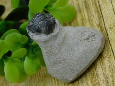 TRILOBITE FOSSIL ROCK STONE LAPIDARY SPECIMEN