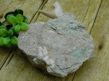 SHARK TOOTH IN MATRIX ROCK STONE LAPIDARY SPECIMEN