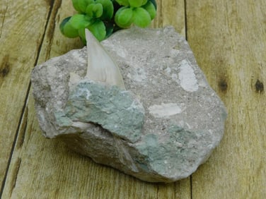 SHARK TOOTH IN MATRIX ROCK STONE LAPIDARY SPECIMEN