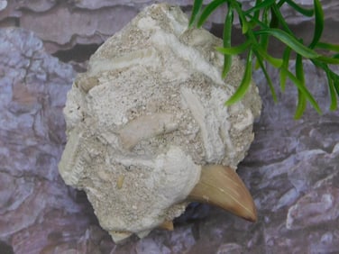 SHARK TOOTH IN MATRIX ROCK STONE LAPIDARY SPECIMEN