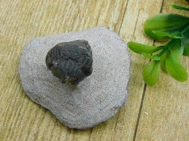 TRILOBITE FOSSIL ROCK STONE LAPIDARY SPECIMEN