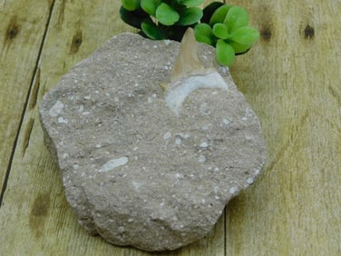 SHARK TOOTH IN MATRIX ROCK STONE LAPIDARY SPECIMEN