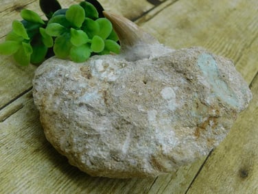SHARK TOOTH IN MATRIX ROCK STONE LAPIDARY SPECIMEN