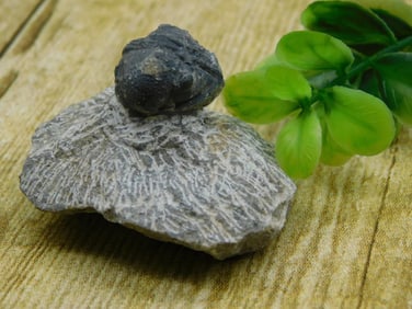 TRILOBITE FOSSIL ROCK STONE LAPIDARY SPECIMEN