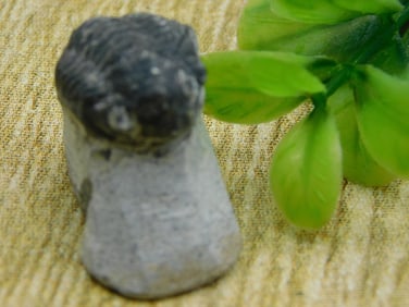 TRILOBITE FOSSIL ROCK STONE LAPIDARY SPECIMEN