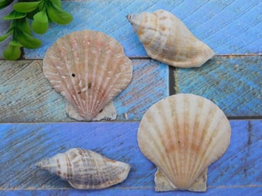 SEA SHELLS ROCK STONE LAPIDARY SPECIMEN