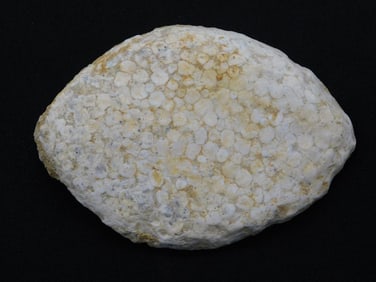 FOSSILIZED CORAL ROCK STONE LAPIDARY SPECIMEN