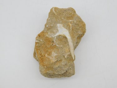 DINOSAUR BONE IN MATRIX