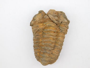 TRILOBITE ROCK STONE LAPIDARY SPECIMEN