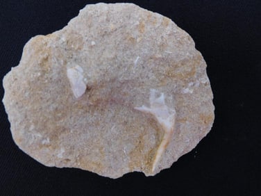 DINOSAUR BONE IN MATRIX