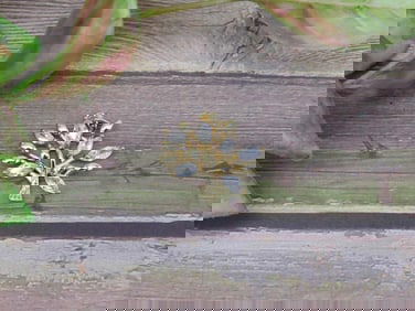 STONE PENDANT ROCK STONE LAPIDARY SPECIMEN