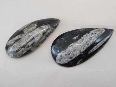 ORTHOCERAS ROCK STONE LAPIDARY SPECIMEN