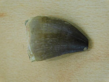 DINOSAUR TOOTH ROCK STONE LAPIDARY SPECIMEN