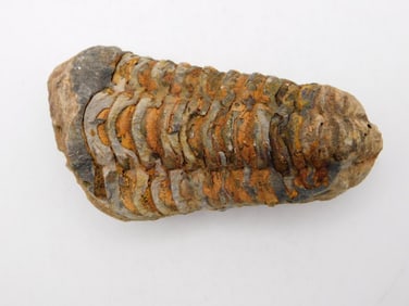 TRILOBITE ROCK STONE LAPIDARY SPECIMEN