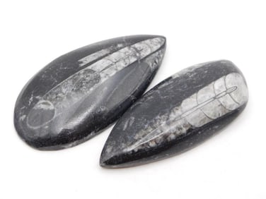 ORTHOCERAS ROCK STONE LAPIDARY SPECIMEN