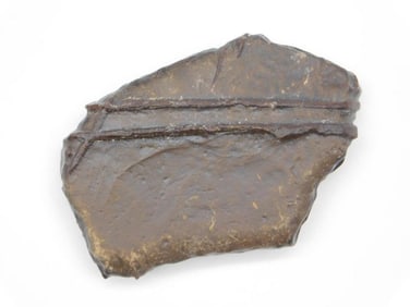 STROMATOLITE ROCK STONE LAPIDARY SPECIMEN