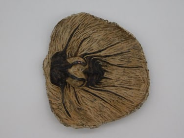 DICRANUS HAMATAS ELEGANTUS TRILOBITE FOSSIL ROCK STONE LAPIDARY SPECIMEN