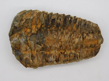 TRILOBITE ROCK STONE LAPIDARY SPECIMEN
