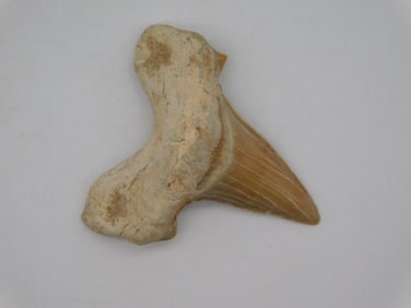 SHARK TOOTH ROCK STONE LAPIDARY SPECIMEN