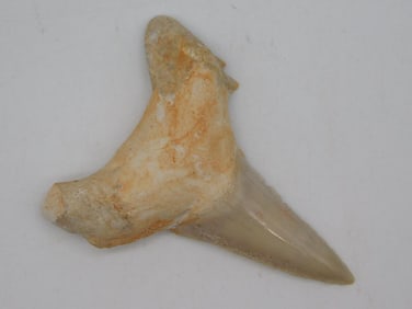 SHARK TOOTH ROCK STONE LAPIDARY SPECIMEN