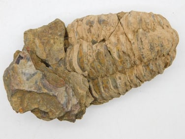 TRILOBITE ROCK STONE LAPIDARY SPECIMEN