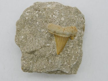 SHARK TOOTH IN MATRIX ROCK STONE LAPIDARY SPECIMEN