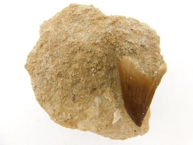 DINOSAUR TOOTH IN MATRIX ROCK STONE LAPIDARY SPECIMEN