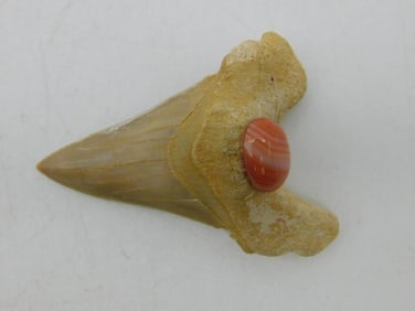 STONE STUDDED SHARK TOOTH ROCK STONE LAPIDARY SPECIMEN